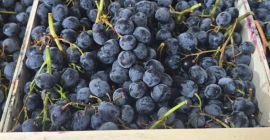 Possiedo oltre 70 tonnellate di uva da tavola nera