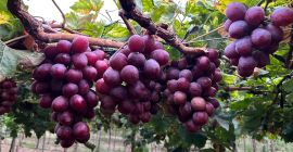 Red Globe Grapes for Export - Piura, Peru We