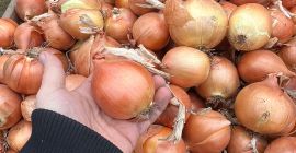 High quality onions!!! Export!!! FITO!!!