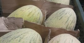 Fagyasztva szárított gyümölcs Eper -16$ kg Világszerte export minden