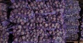 Red beet 0,16ct/kg