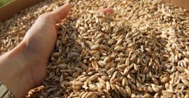 spelt wheat 110 tone 0.40 eur/kg with certificate from