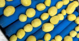 Geschälte Kartoffeln. Vakuumverpackt. Farbe gelb, Kochklasse A. Messerschälsystem. 10
