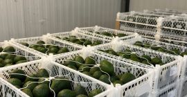I am selling a mix of Hass avocados from