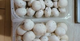 Organically grown champignon mushrooms!