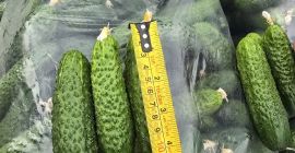 Direct distributor of fresh vegetables, cucumbers, tomatoes, peppers, eggplants.