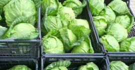Ищем серьезных покупателей на весеннюю капусту из Македонии. Начинаем