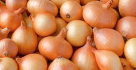 Свежий лук Размер: 55+ Калибр 200 евро за тонну