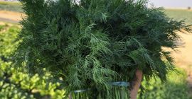Свеж копар и першун из Узбекистана – количине на