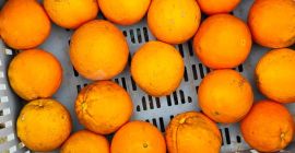 In vendita arance Navel Povell Spagna. Sono un produttore.