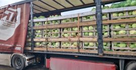 FIA GOGOT FRUIT GREECE SALONIK, WILL BRING BACK THE
