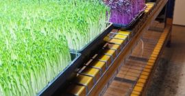 I will sell microgreens of peas, radishes, sunflowers and