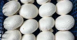 Sprzedam pieczarki białe, brązowe portobello, flat oraz boczniaki Pakujemy