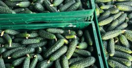 Frisches Gemüse - Gurken direkt aus Rumänien! Die Frischgemüsesaison