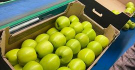 Golden Delicious is a popular apple variety known for