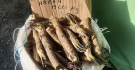 Ich verkaufe 400 kg Bio-Meerrettich aus Rumänien aus dem