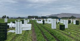 Hello, we are parsley farmers. We export top-quality parsley