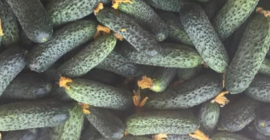 Cucumbers for sale directly from the producer. We have