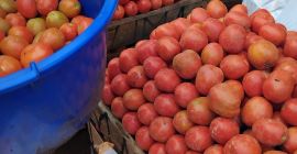 I nostri pomodori freschi sono coltivati biologicamente e raccolti