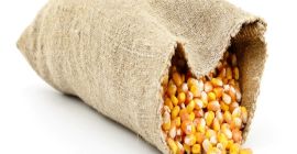 Storage Type Dried Specification Dried Maize Shelf Life 24