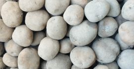 I will sell edible potatoes Vineta caliber 50+, very