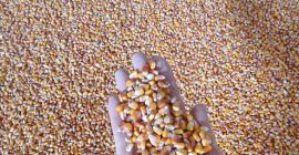 We are pleased to offer you our organic corn.