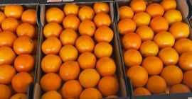 frische Ware, geerntet am Verladetag...Top-Orangen auf Kundenwunsch in 15