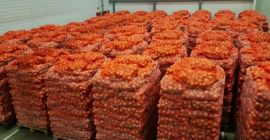Hello, I will sell 500t+ onions. Polish and Lithuanian
