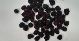 I will sell frozen Polish blackberries. Quantity about 2