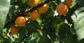 I sell apricots in large quantities.