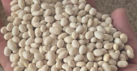 I sell beans, quality 1, wholesale price 6 lei