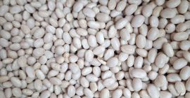 Nevi beans Origin: Ukraine Packaging: big bag Moisture *1.4%