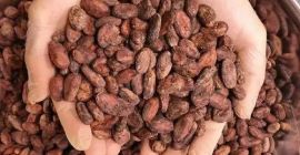 Premium Quality Cocoa Seeds for Chocolate Production J[email]