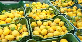 We offer for sale through our farm, lemons from