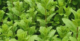 Wonderfully aromatic mint, 100% natural