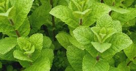 100% Natural Mint, without any chemicals.