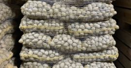 I will sell Soraja potatoes, seed size 35-45 mm