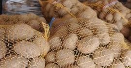 I will sell yellow and red edible potatoes in