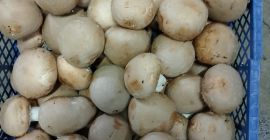 Fresh brown mushroom