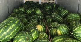 Herzliche Grüße von Divjaka Albania Export! Wir freuen uns,