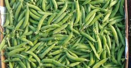 Pea peas &quot;Oscar&quot; - first sample! •Ripe, crunchy, very