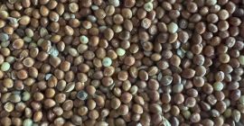 Selling a batch of millet — 400 tons ✔️