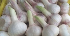 I will sell young garlic, caliber 5+, the price