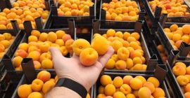 High quality apricot from Azerbaijan