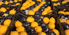 Lemon 9 kg Lamas 3-4 Turkey Wholesale quantities of