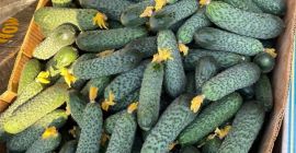 Alrob Distribution 2020 SRL sells Romanian cucumbers, and more,