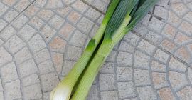 Zwiebel mit Schnittlauch. In Bündeln zubereitet. Die Lieferung kann