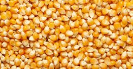 Soft Offer - Yellow Corn # 2 NGMO Animal