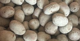 Red seed potatoes Laura variety