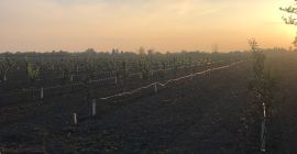 The planraza is under professional supervision of the varieties